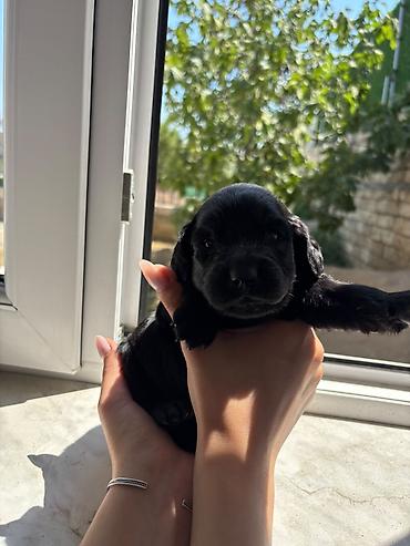 it satisi balaca: Koker spaniyel, 1 ay, Erkək, Peyvəndli — 5
