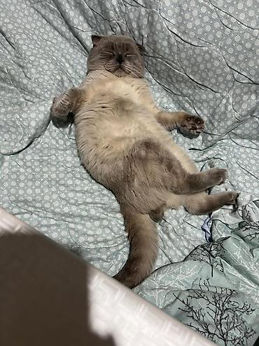 кошки скотиш фолд: Скотиш Страйт (Шотландская прямоухая), 4 года, Мальчик, Приучена к лотку — 4