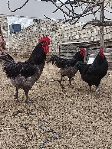 Xoruzlar: Məhsul: Safqan xoruzlar Təsvir:Təmiz qan Alman astralop cins — 16