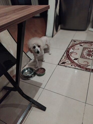 İtlər: Pudel — 34