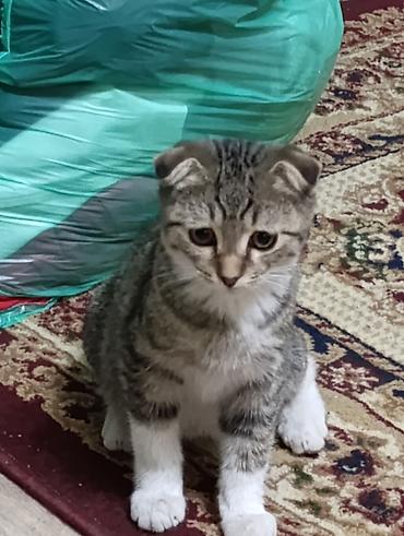 коты бишкек: Шотландский вислоухий котёнок (скоттиш-фолд), тигровый окрас табби с — 1