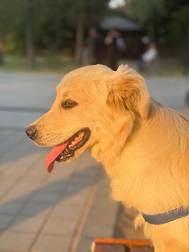 itlerin pulsuz verilmesi: Retriever, 5 ay, Erkək, Pulsuz çatdırılma — 7