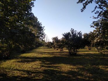 sekide satiliq bina evleri: 250 sot, Kənd təsərrüfatı, Mülkiyyətçi, Bələdiyyə