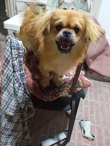İtlər: Pekines, 7 ay, Erkək, Peyvəndli, Ünvandan götürmə — 1