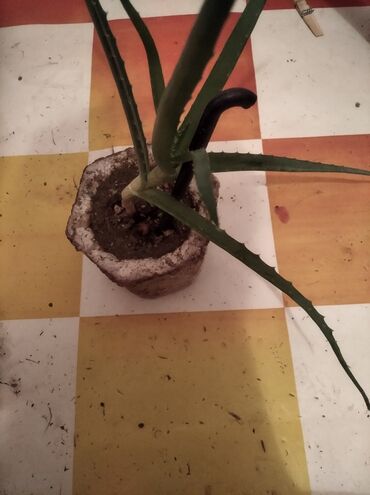 Toxumlar: Растения на заказ и в продаже кому интересно пишите -da lalafo.az — 3 Toxumlar: Растения на заказ и в продаже кому интересно пишите — 3