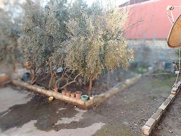 Həyət evləri və villaların satışı: 3 otaqlı, 140 kv. m, Orta təmir — 4