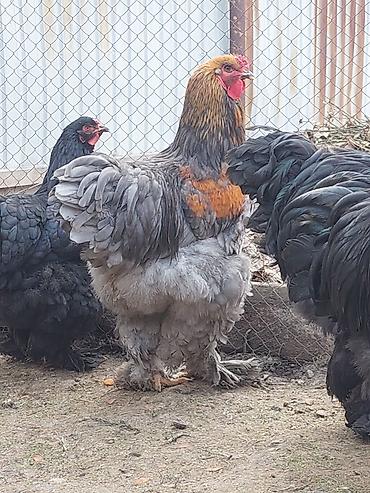 Куры, петухи: Продаю | Куры | Брама | Для разведения at lalafo.kg — 8 Куры, петухи: Продаю | Куры | Брама | Для разведения — 8