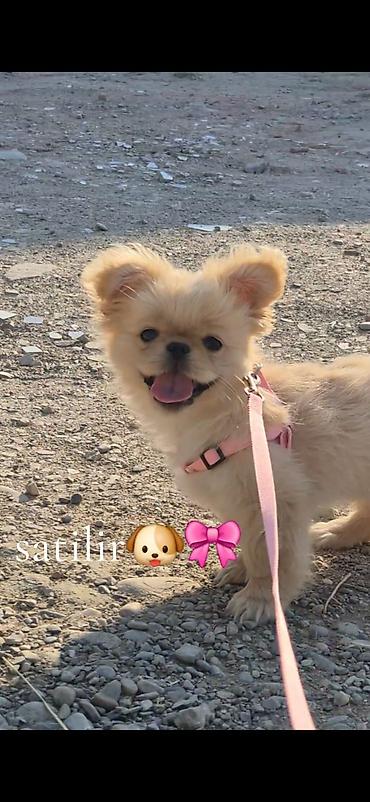 pekines satisi: Pekines, 4 ay, Dişi, Ünvandan götürmə — 2