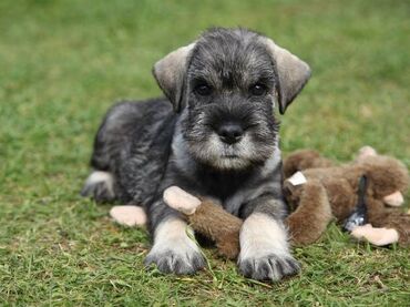 doberman na prodaju: Na prodaju štenci vrhunskog kvaliteta sa papirima, pasosem