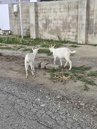 labrador satilir: Erkək, il: 3, Südlük, Ünvandan götürmə — 3