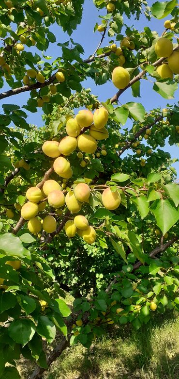 Meyvə və giləmeyvə: Məhsul: Ərik bağı – yetişmiş ərik meyvələri Təsvir: - Şəkillərdə — 8