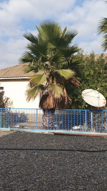 taxt qiymətləri: Satılır: dekorativ palma ağacı (Washingtonia tipli, waşinqtoniya fan