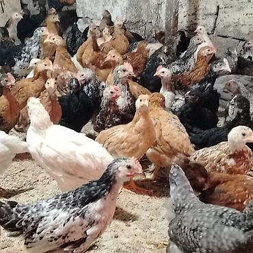 brama cuceler: Toyuq cücələri, Damazlıq, Ünvandan götürmə — 3