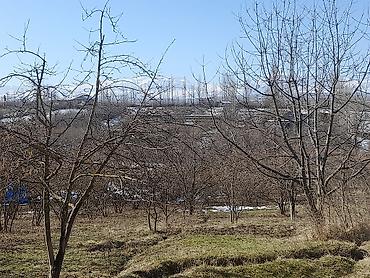 Ağaclar: Qusarin kendi gedezeyxur 10 km araligda gozel ponramali yerdi tecili — 11