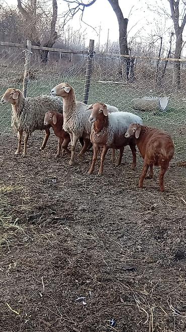 Баран, овца: Продаю | Баран (самец) | Арашан — 15