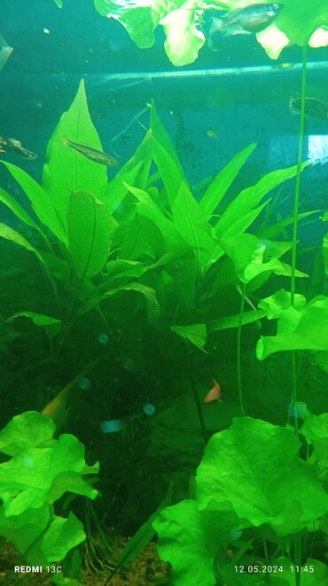 аквариумные рыбки в бишкеке: Продаю аквариумное растения лимонник широколистный 75 сом лимонник