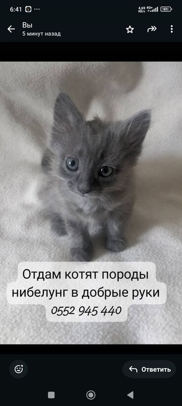 сибирская черно белая кошка: Мышык бекер берилет: Орус көгүлтүр, 3 айлык, Ургаачы