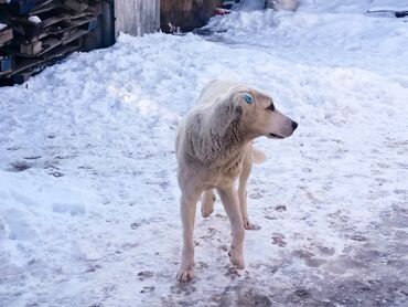 продать лошадь: Лабрадор-ретривер, 8 месяцев, Самка, С прививкой