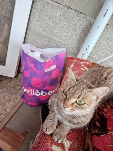 коты в оше: Найдена : Беспородная, Девочка