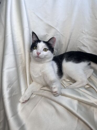 Продажа кошек: Беспородная, 9 месяцев, Мальчик, Биколор, Приучена к лотку, Проглистована, С документами — 13