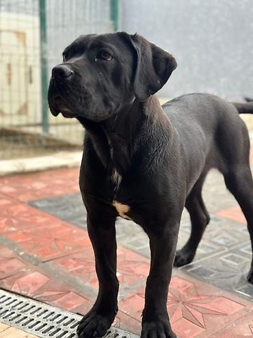 İtlər: 2 Ədəd Erkək və Dişi. Cane Corso Təmiz Qan – həm həyət, həm də ailə — 4