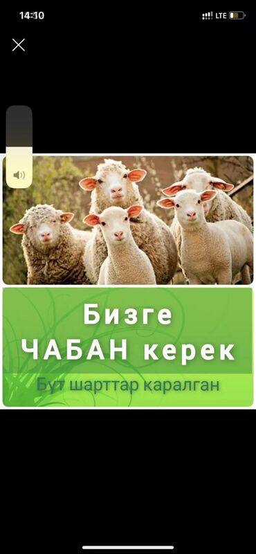 домики для телят: Мал караганга жакшы чабан керек! Баардык условия бар айлак келишим