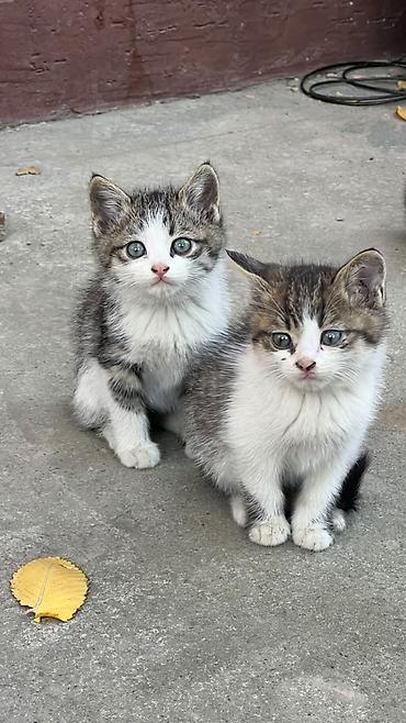 бенгальские кошки: Котята, помет из 2–3 малышей, короткошёрстные, окрасы серо-белый и — 1