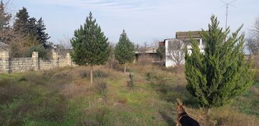 Torpaq sahələrinin satışı: Kupça (Çıxarış) — 2