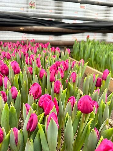 Садовые цветы и кустарники: Луковицы цветка: Тюльпаны, Бесплатная доставка — 1