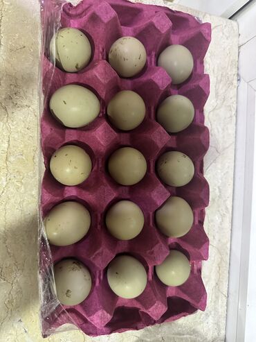 Yumurta: Rumın, Qafqaz və Gümüş qırqovulların yumurtası satılır