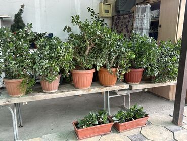 дерево сакура: Продаю большие комнатные цветы ( денежное дерево). Дополнительно могу