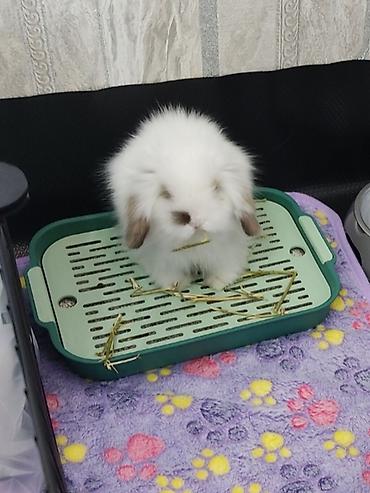 pişik evleri: Dovşan, guinea pig və pişik üçün qəfəs və digər aksesuarlar. Qiymətlər — 8