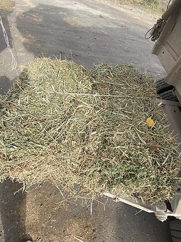 Айыл-чарба жаныбарлары: Клевер с камышом и колючка 466 тюков — 2