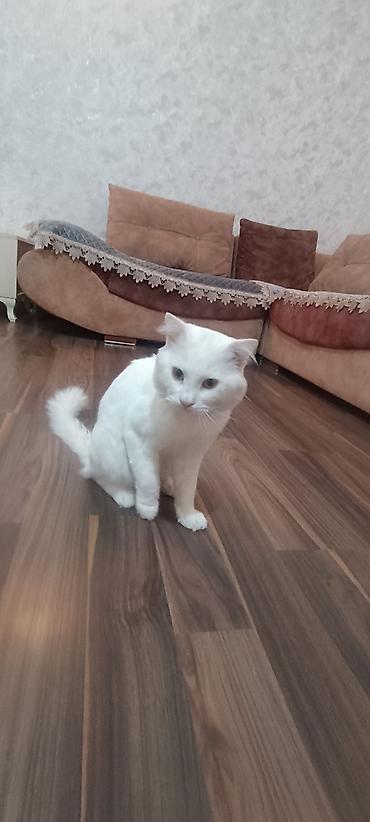 şotland dişi: Şotland yastı qulaq — 3