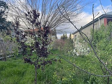 Ağaclar: Salam.kupcalidir.Qiymet 1 sota aiddir! 4.5 sot merkezi yoldan 2 — 4