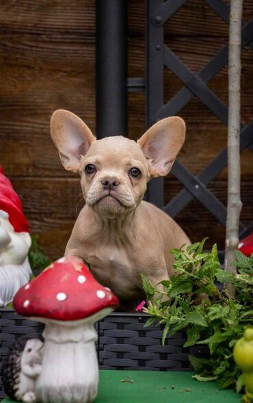 Psi: Na prodaju prelepi i preslatki štenci francuskog buldoga u exotic — 8