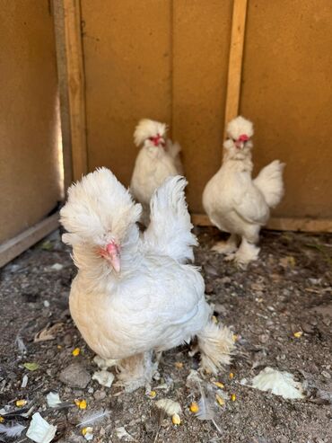 домик для кур: Продам Карликовых султанок