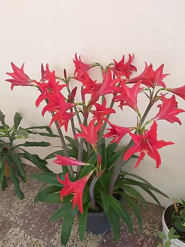 Otaq bitkiləri: Amaryllis — 1
