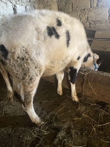 Коровы, быки: Продаю | Музоо, торпок | Полукровка | На откорм | Привязанные — 3