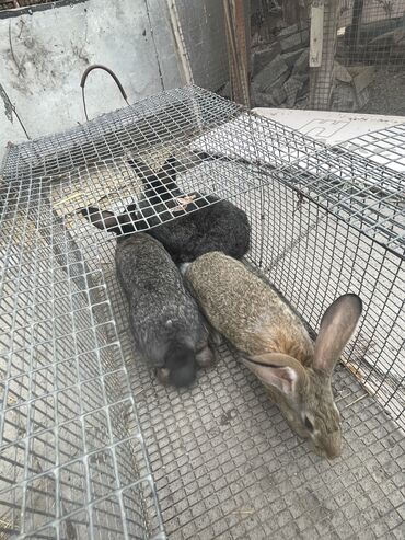 Кролики: Продаю | Крольчиха (самка), Крольчата | Для разведения