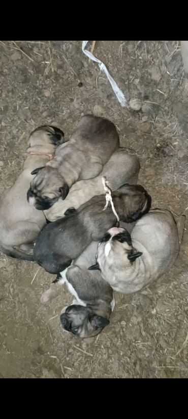 Продажа собак: Кангал чистокровный Пастушьи собаки крупного типа (светло-палевый — 15