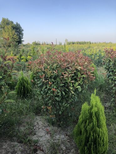 Şitillər: Dekarativ agaclarin satiwi istenilen novde istenilen olcude var elave — 6