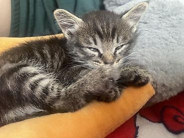Котёнок тигрового окраса - Полосатый короткошёрстный котёнок с мягкой