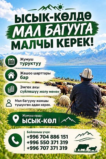чолпон ата официант: Талап кылынат Чабан, Тамактануу — 1
