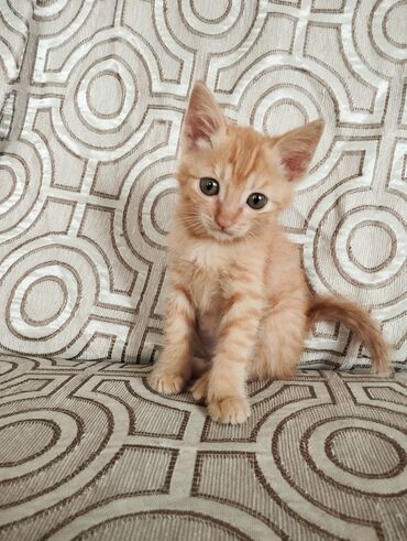 английский короткошерстный кот: Отдаем котят в добрые руки. Ласковые игривые, к горшку приучены,кушают