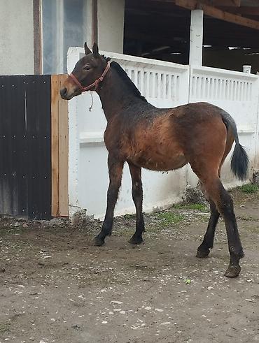 Лошади, кони: Продаю | Жеребец | Полукровка | Рабочий — 8