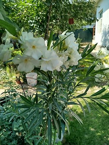 Другие садовые цветы и кустарники: ОЛЕАНДР 
ОЛЕАНДРЫ

Олеандр деревья 

саженцы 3х голичные

детки — 2