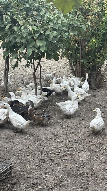 cucə satisi: Ördekler satilir cem şekilinde alana edirim edecem biri 15 manatdi — 1
