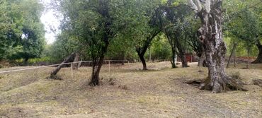 6 sot, Tikinti, Kupça (Çıxarış)