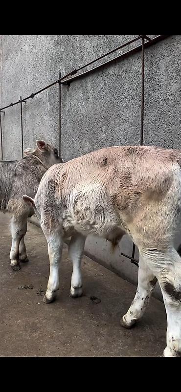 Dana, buzov: Məhsul: Dana balaları (2 baş) Xüsusiyyətlər: - Cins tipi: yerli -da lalafo.az — 10 Dana, buzov: Məhsul: Dana balaları (2 baş) Xüsusiyyətlər: - Cins tipi: yerli — 10